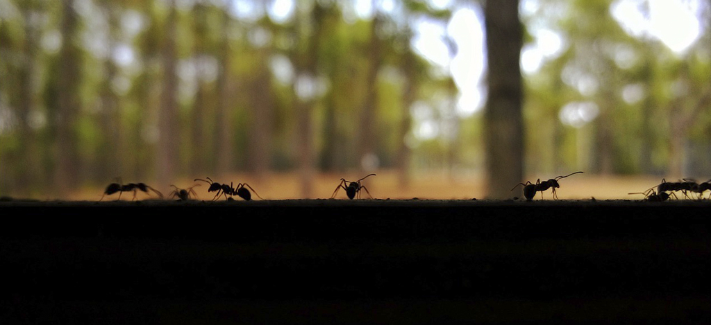Få bort maur