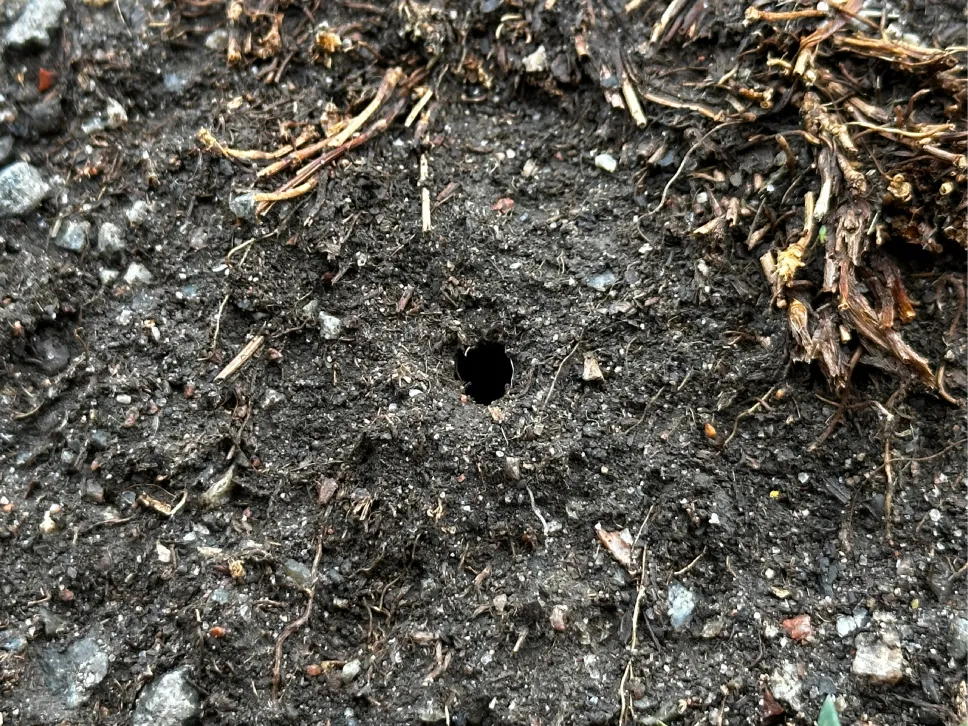 Fuglehull fra matsøk