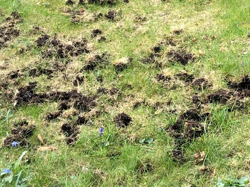 Grevling hull i plenen