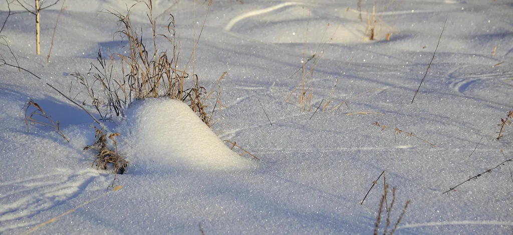Mus i huset spor i snø