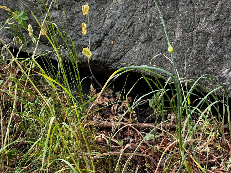 Slange ormebol bergsprekke