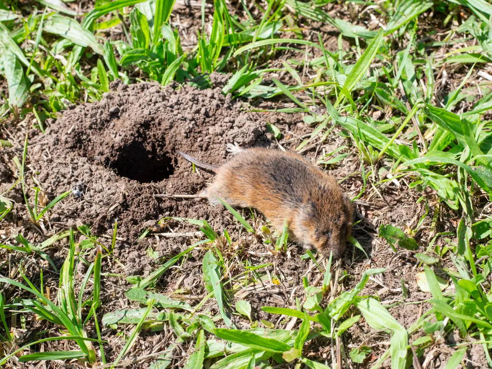 Vånd våndhull hage
